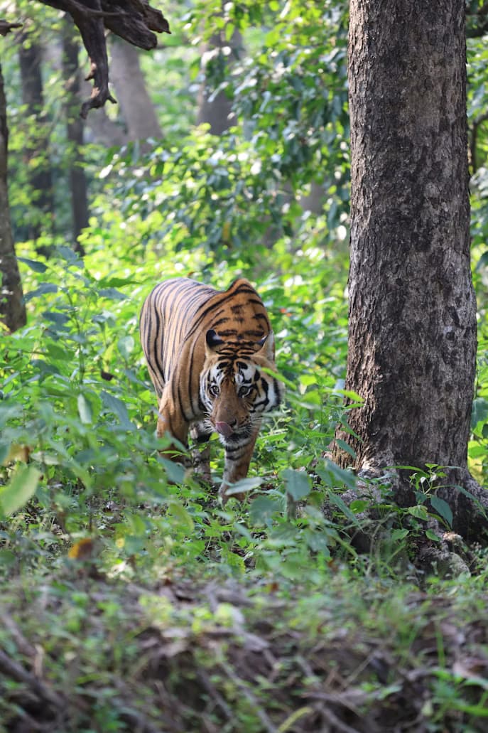 Kanha trip