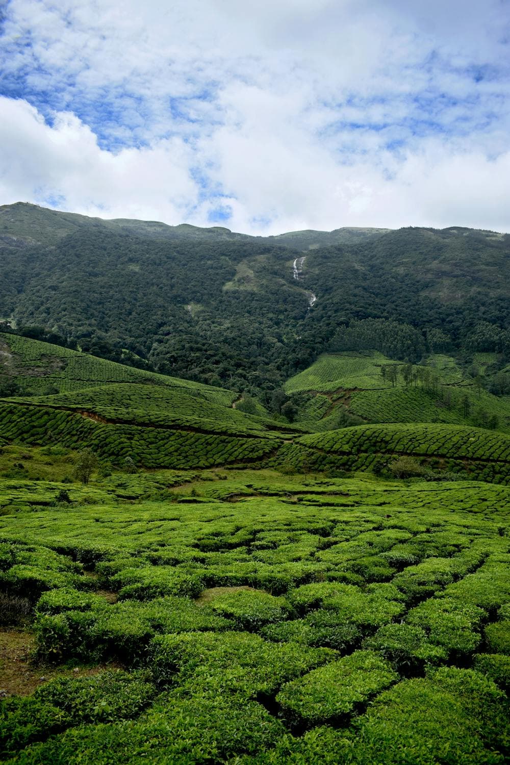 Munnar, India