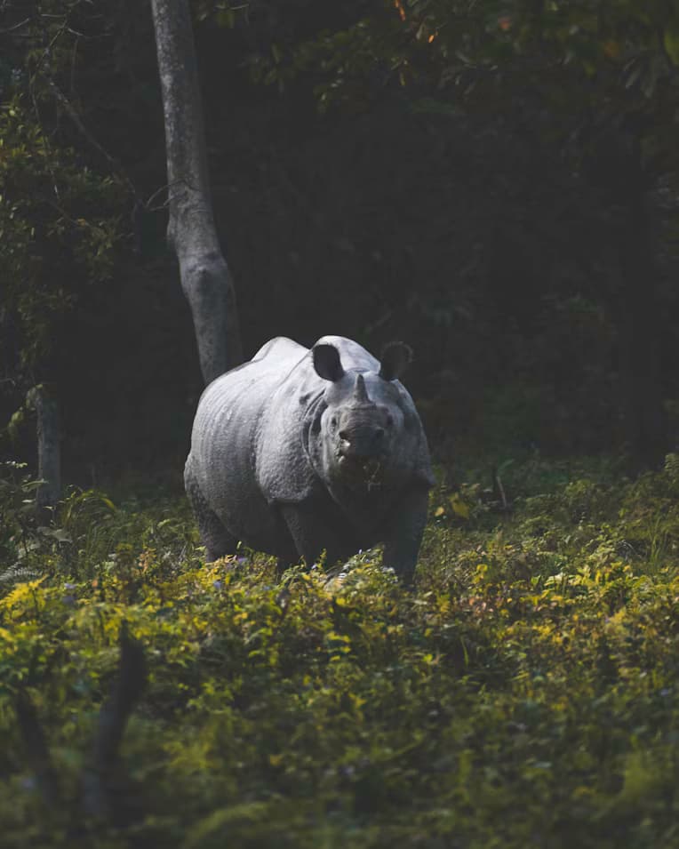 Kaziranga, India