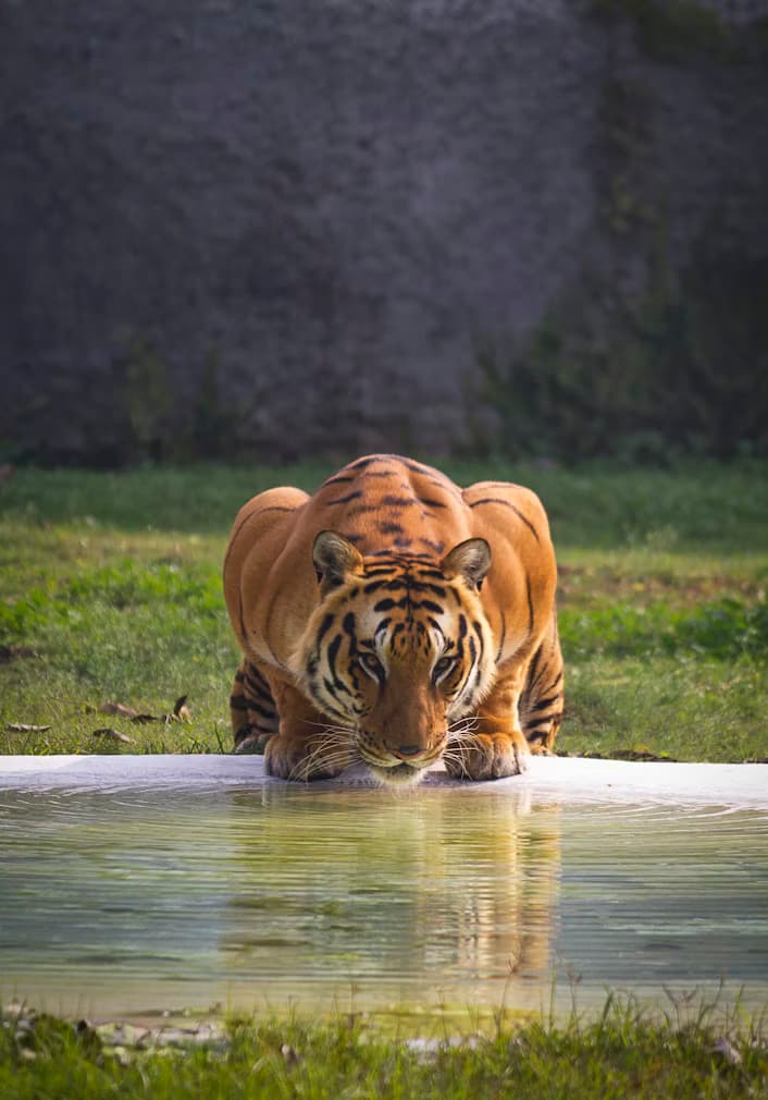 Sundarbans, India