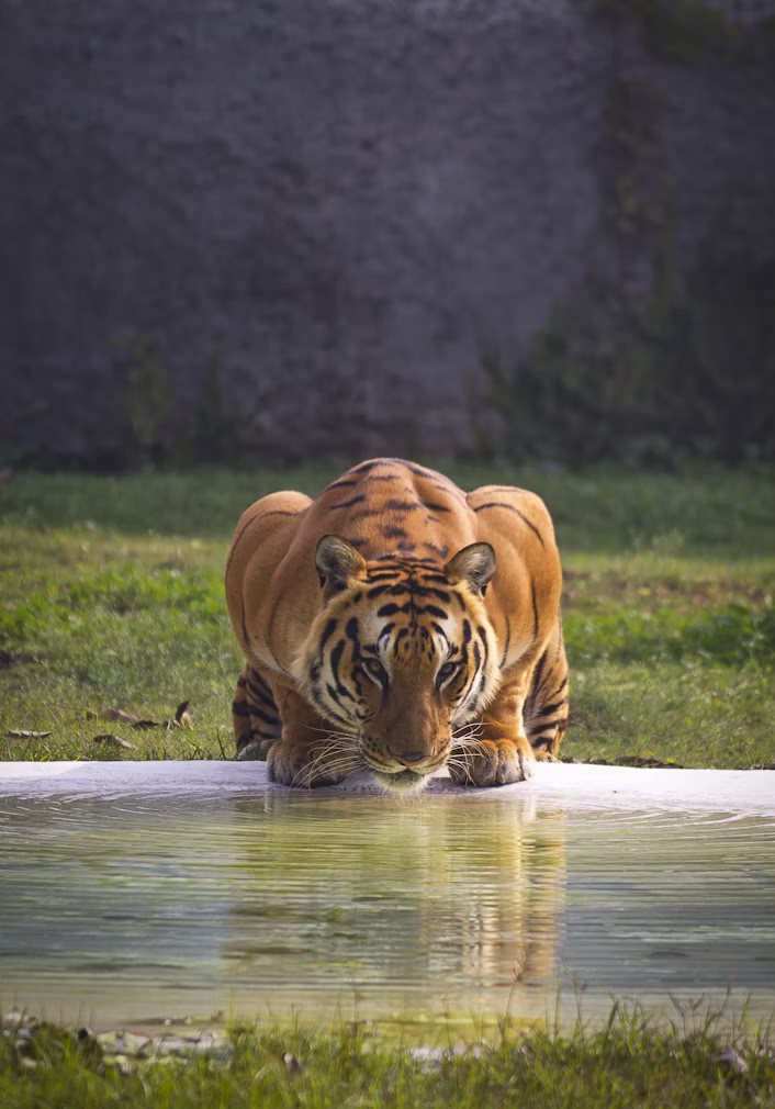 Sundarbans